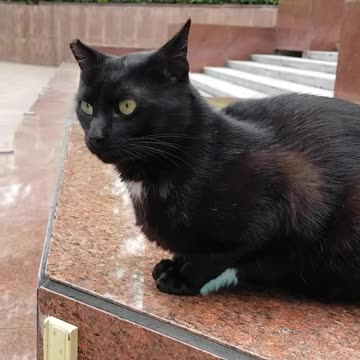 20240424 165955 Tux Watching Passing Dog