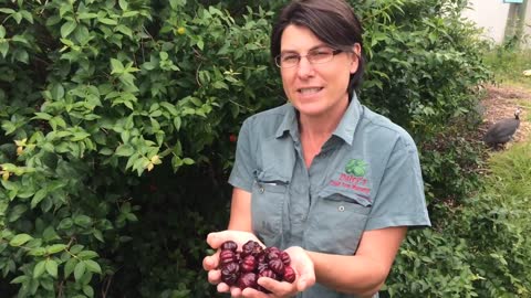 Brazilian Cherry - Black Beauty - Black Brazilian Cherry in Exclusion Orchard