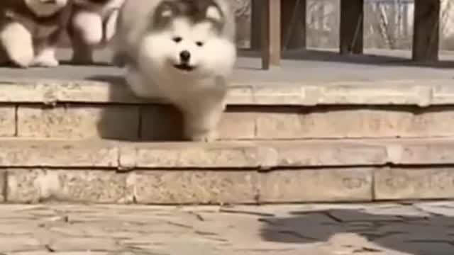 FUNNY ANIMALS VIDEOS TRY NOT TO LAUGH