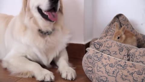 Funny Dog Trying to Play with a Cute Rabbit
