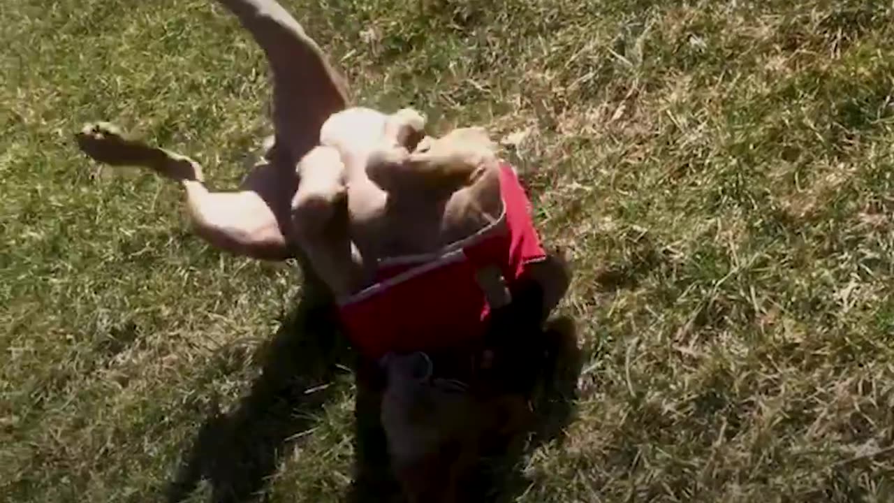 Rescue Dog With Special Look Is Always So Happy | The Dodo