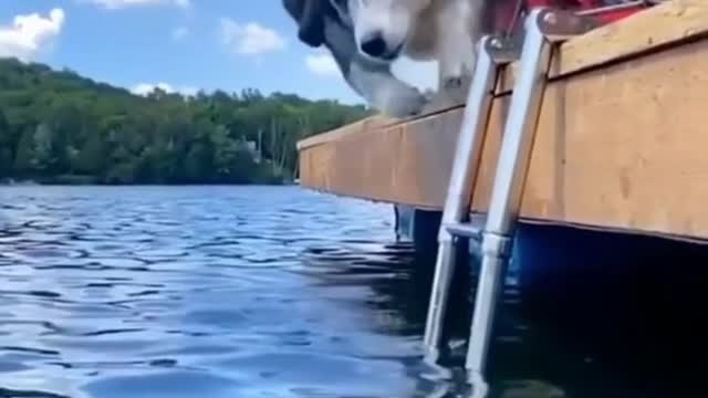 Baby Dogs - Cute and Funny Dog Videos Compilation #25 | Animals