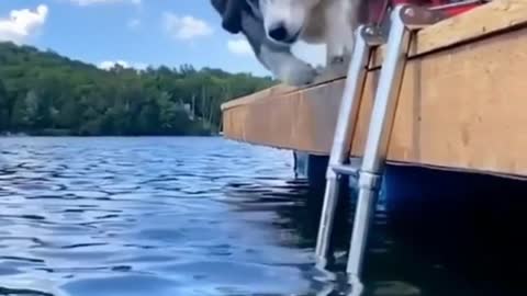 Baby Dogs - Cute and Funny Dog Videos Compilation #25 | Animals