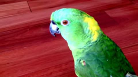 Funny Parrot laughing out loud