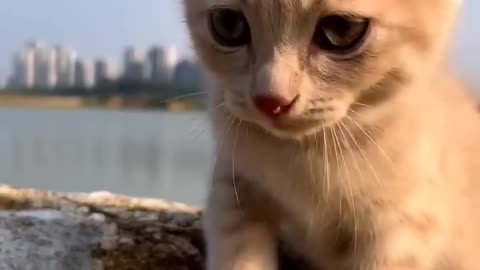 Beautiful Cat Reaction.