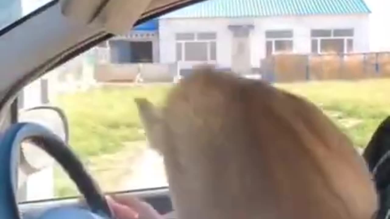 Try not to laugh🤣 Funny animals😹‖