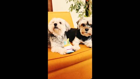 Celo Pets _cat _dog _funny