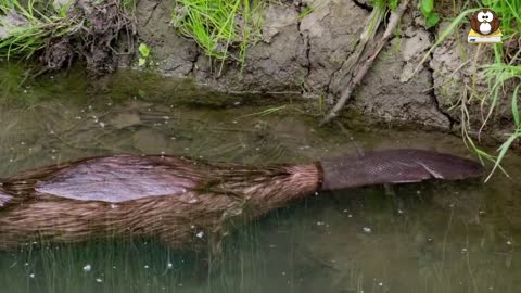 What Is A Platypus? 10 Facts about the Platypus!