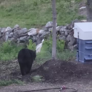 Black Bear Curious About New Beehive Design