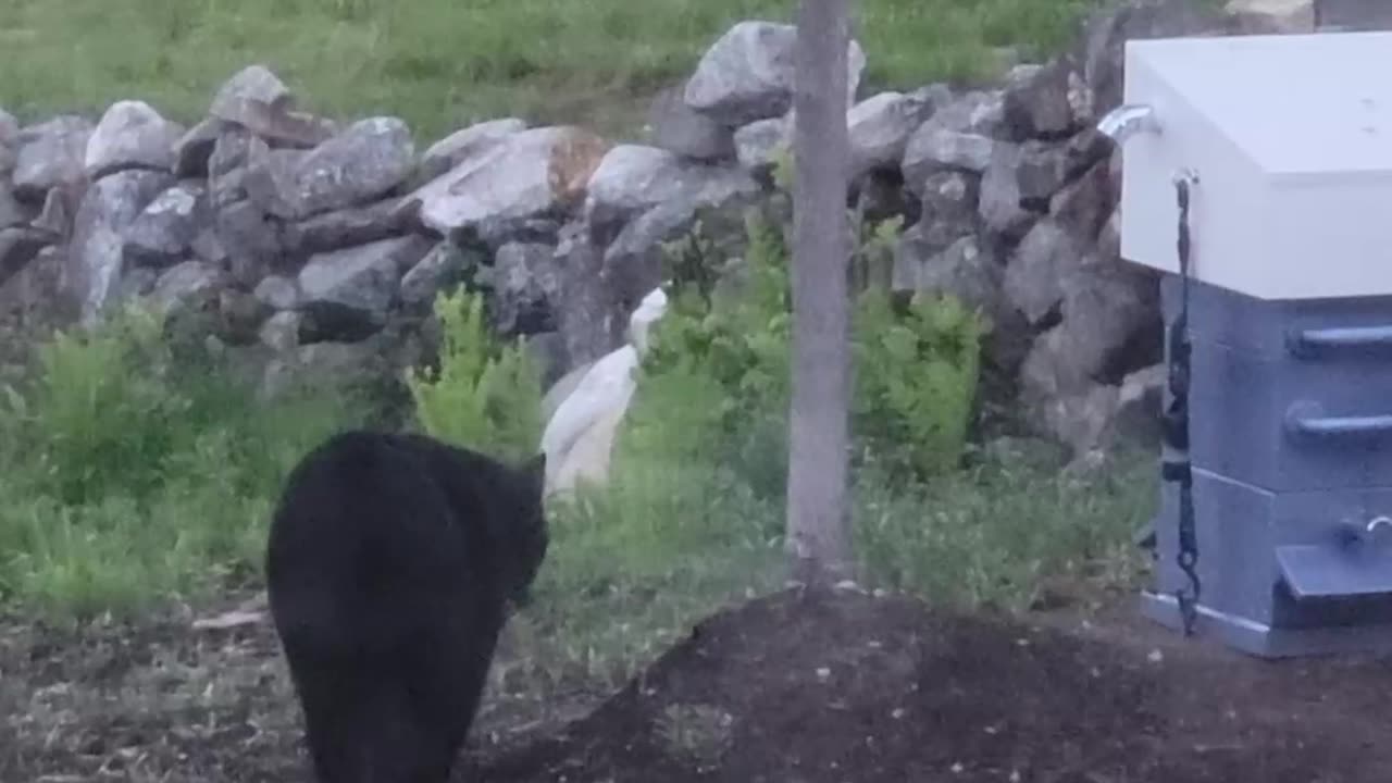 Black Bear Curious About New Beehive Design