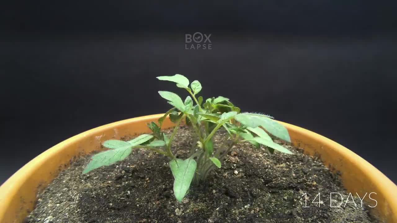 Growing TOMATO Plant From Tomato Slice TIME LAPSE - 120 Days