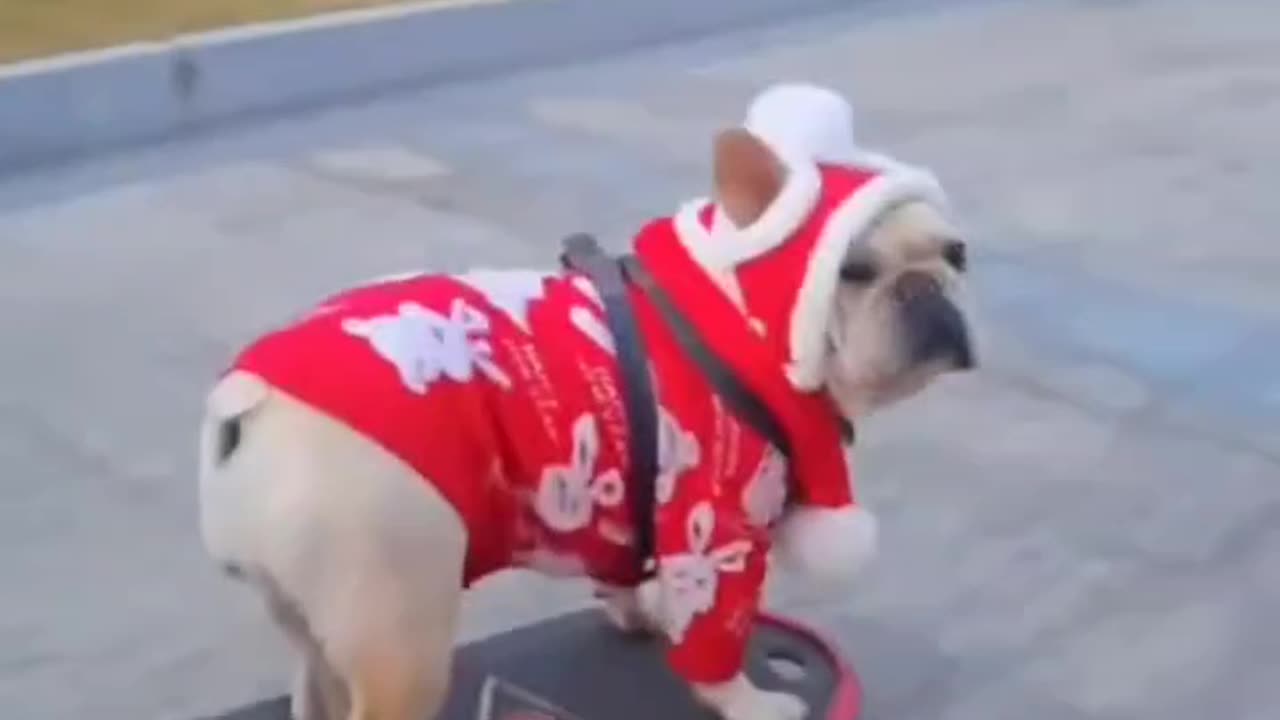 NOTHING TO SEE HERE🤣 JUST A DOG DRESSED UP IN HOLIDAY STYLE SKATEBOARDING