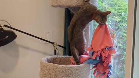 Cat Carries Her Blankies to a Secret Spot