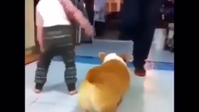 And a corgi's ass