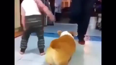 And a corgi's ass