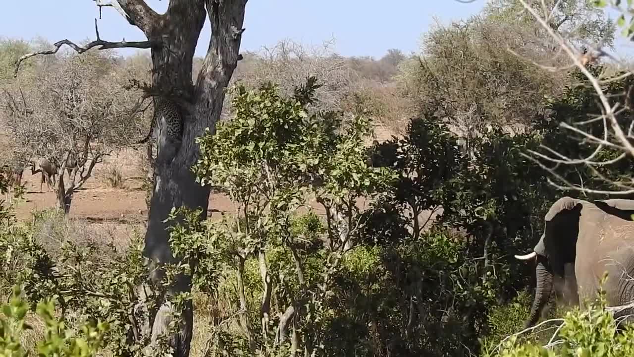 Elephant bull not happy with a young leopard. Watch what happens