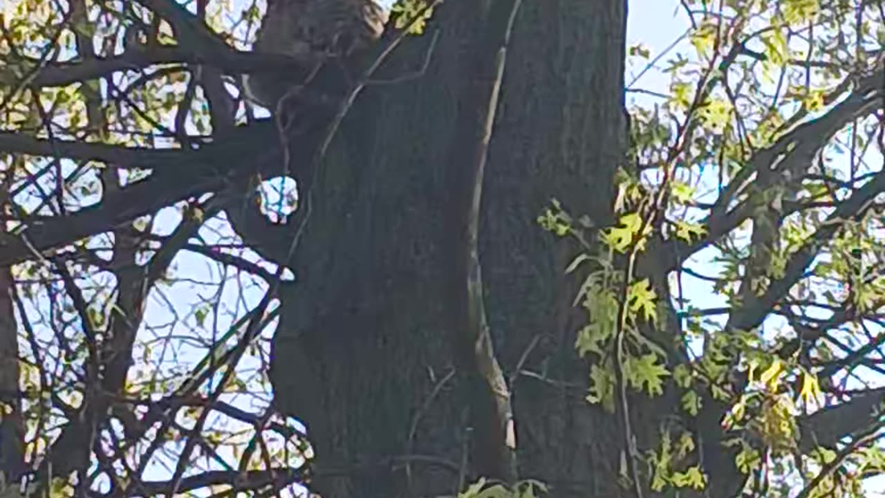 Owls kissena