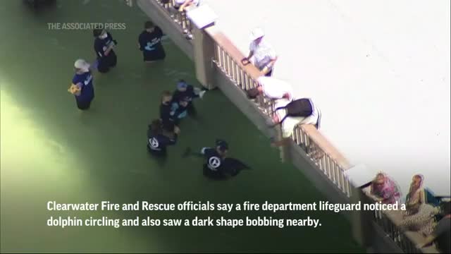 Dolphin freed from crab trap ropes in Florida_Cut