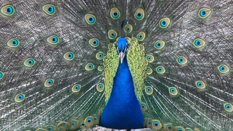 Peacock Dance !!!!