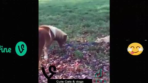 Best funuy animal vidéos