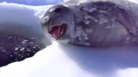 Crybaby Seal EDM