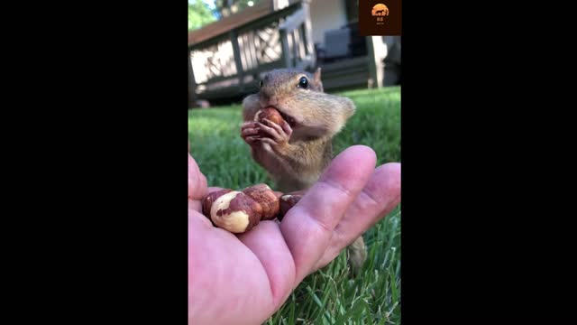 squirrel eating peanut .