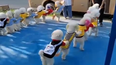 Viral puppy enjoy