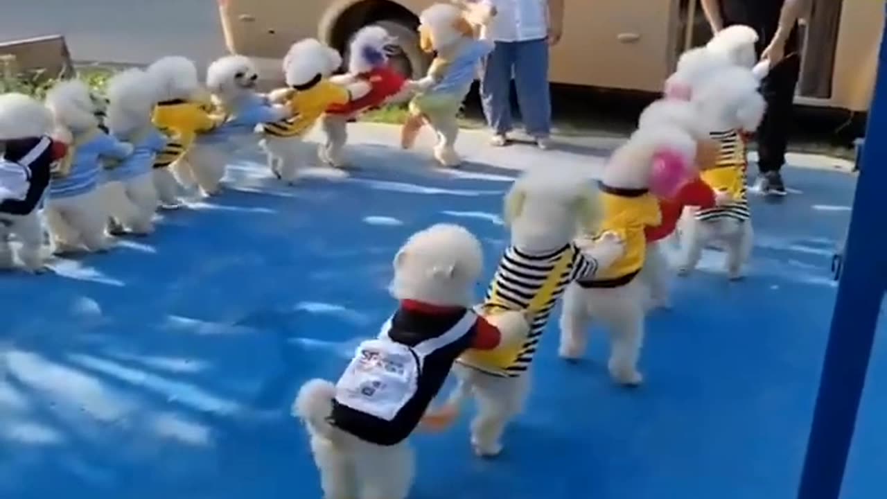 Viral puppy enjoy