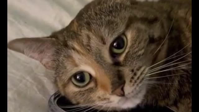 Is the cat talking on the phone?