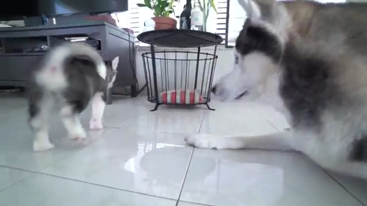 Dog Meets His Puppy Son For The First Time!