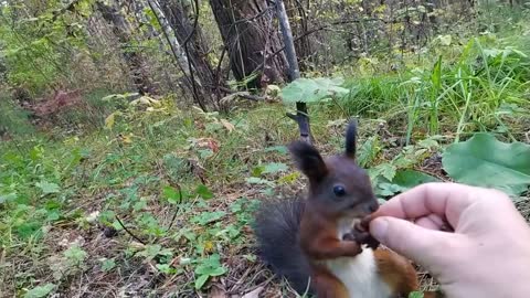 Белочка сломалась