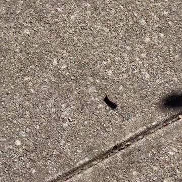 They’re off! #shorts