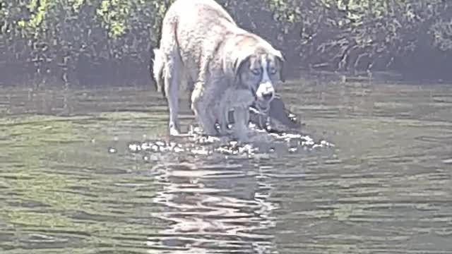 Dog does not like water