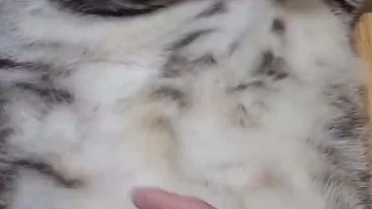 Big cat