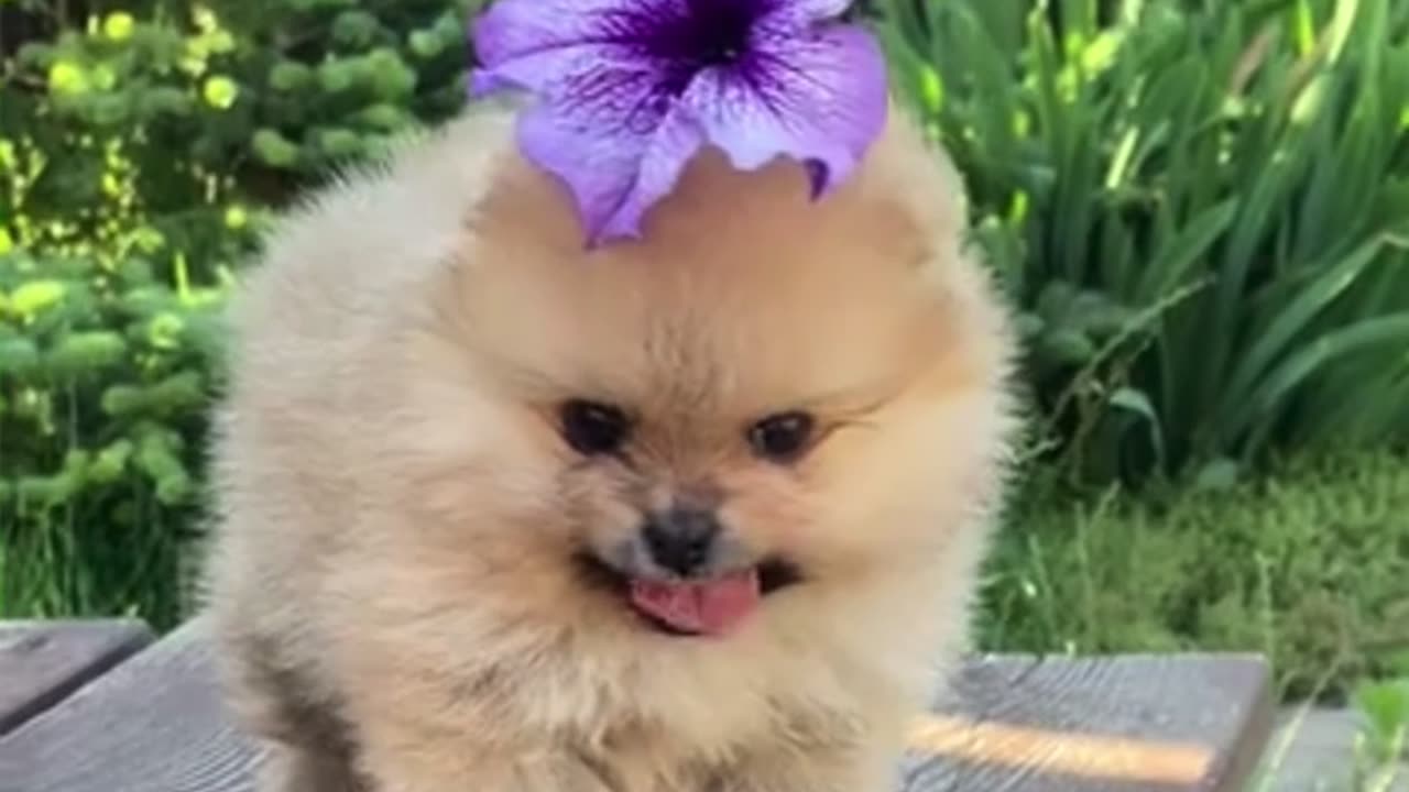 Cute dog