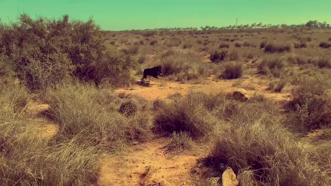 Spanish dog vs German dog
