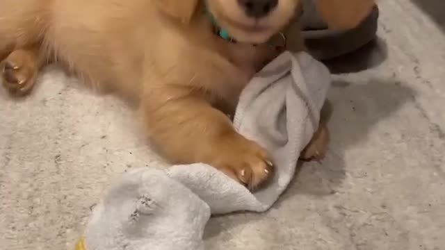 Cute baby animals Videos Compilation cute moment of the animals 2021