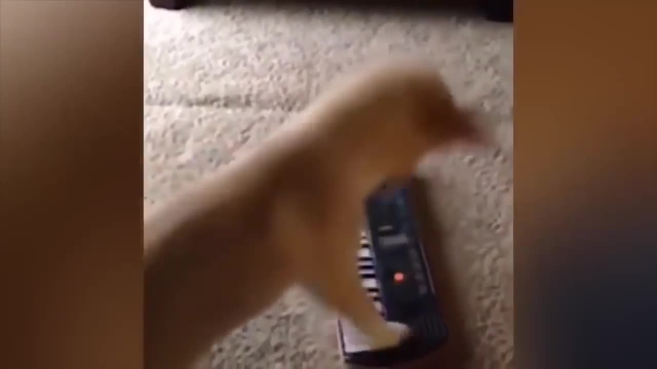 ULTIMATE|| Animal Compilation || Funny Fails || viral || comedy