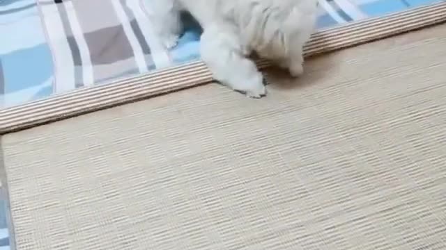 Efficient pet, Must see it