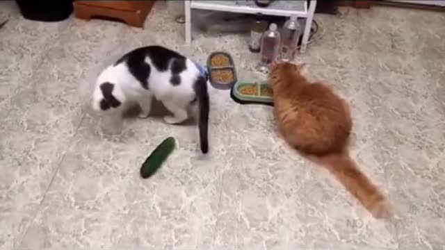 FUNNY ANIMALS VIDEOS TRY NOT TO LAUGH 😂🤣🤣🤣FUNNY CATS FUNNY 🐶🐕🐕🐕DOGS CUTEST ANIMALS SHORTS