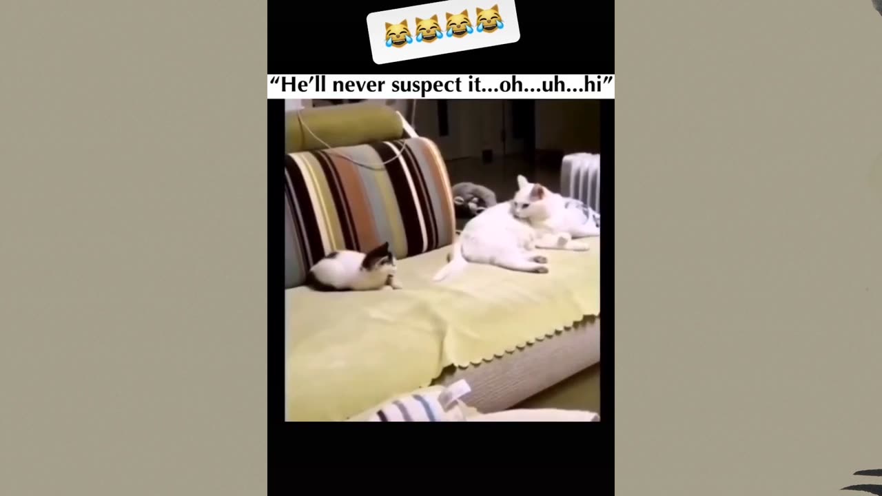 Funny Animal Videos!