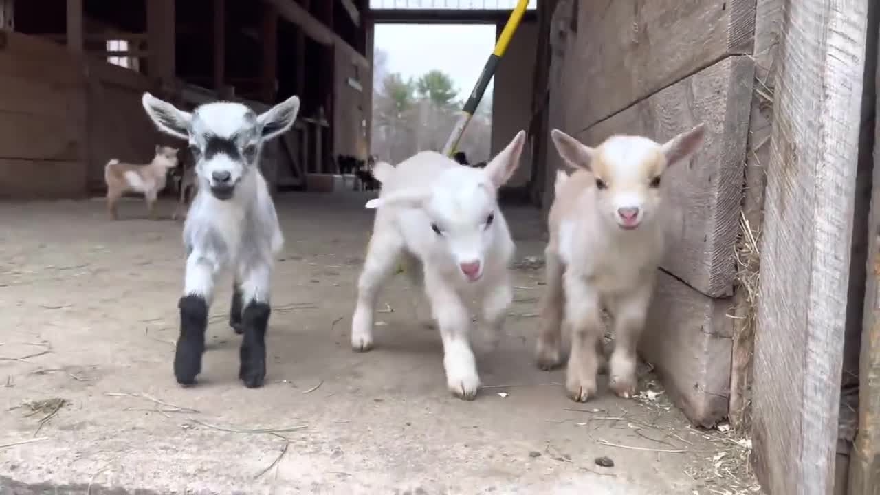 24 Curious goat kids!