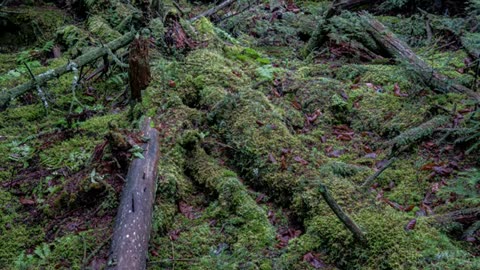 A national treasure: Old growth forest