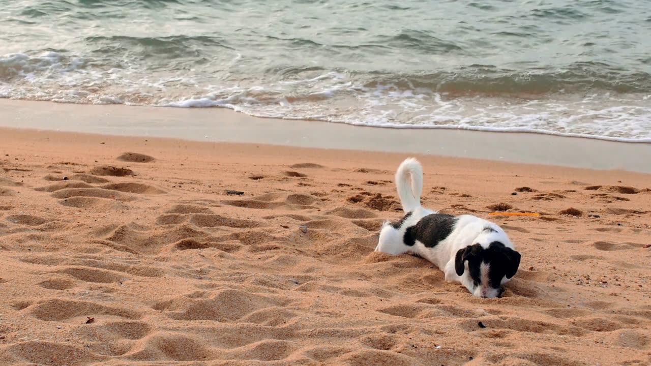 Cute puppy on beach vacation