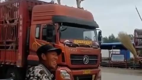 Wonder how did this cow climb on top of the truck #shorts #viral #shortsvideo #video