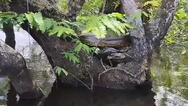 Snake Brazilian Amazon