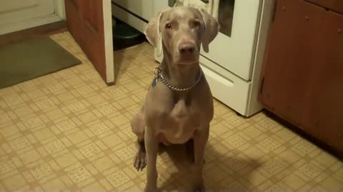 Don't Ignore a Weimaraner - Funny!