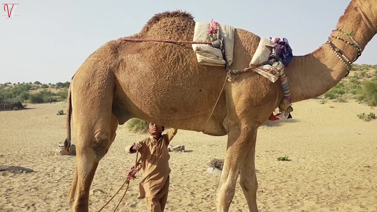 Thar Pakistan تھر پاکستان