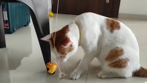 Cute cat playing