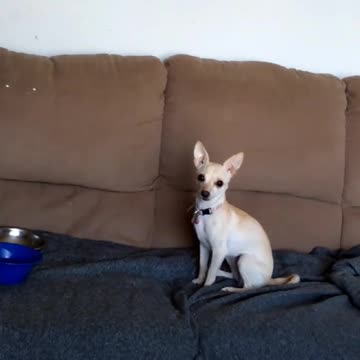 AYE CHIHUAHUA Born & Raised in this crazy and WE LOVE IT